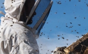 More Than Honey 1000x407c