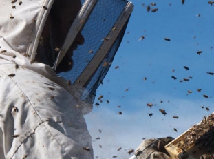 More Than Honey 1000x407c